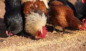 Contract_Ag_Chickens_eating