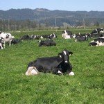 cows_and_hills