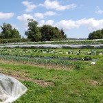 Farm with row cover