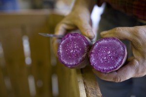 saura, purple, sweet, potato,