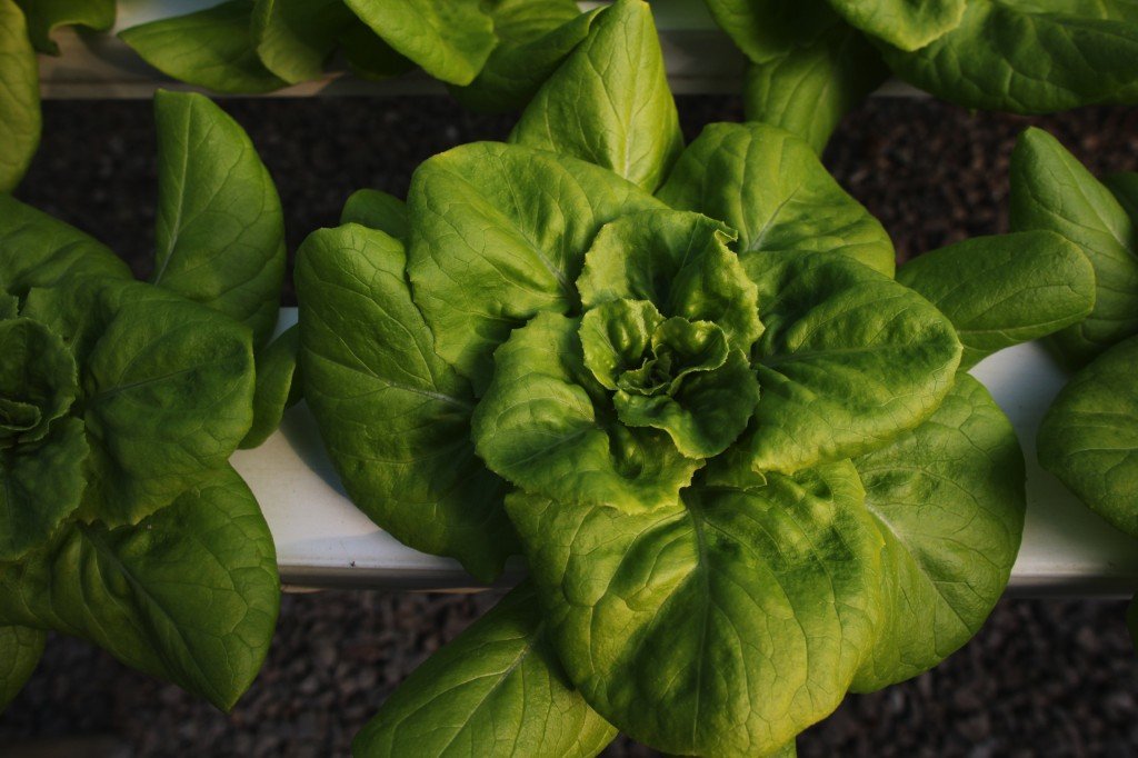 Kay Doby's lettuce by Alix Blair for RAFI, 2011