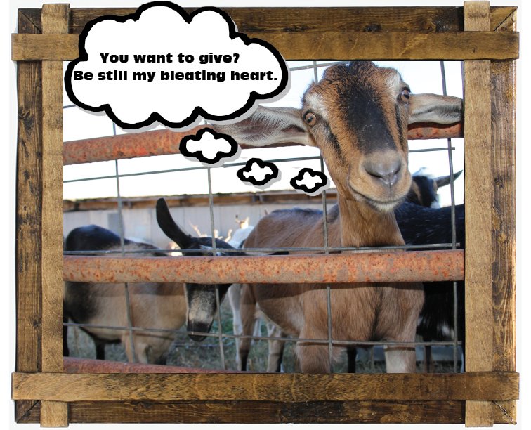 Goats at Lindale Farms are supported by a RAFI grant.