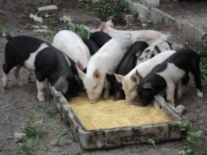 Pigs_Pickett_Farm
