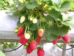 7_Strawberries