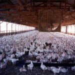 Many many chickens