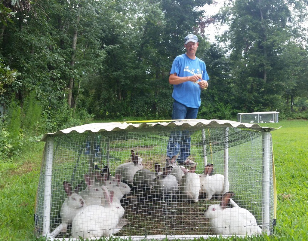 Steve Sifford checks on his rabbit tractors. 