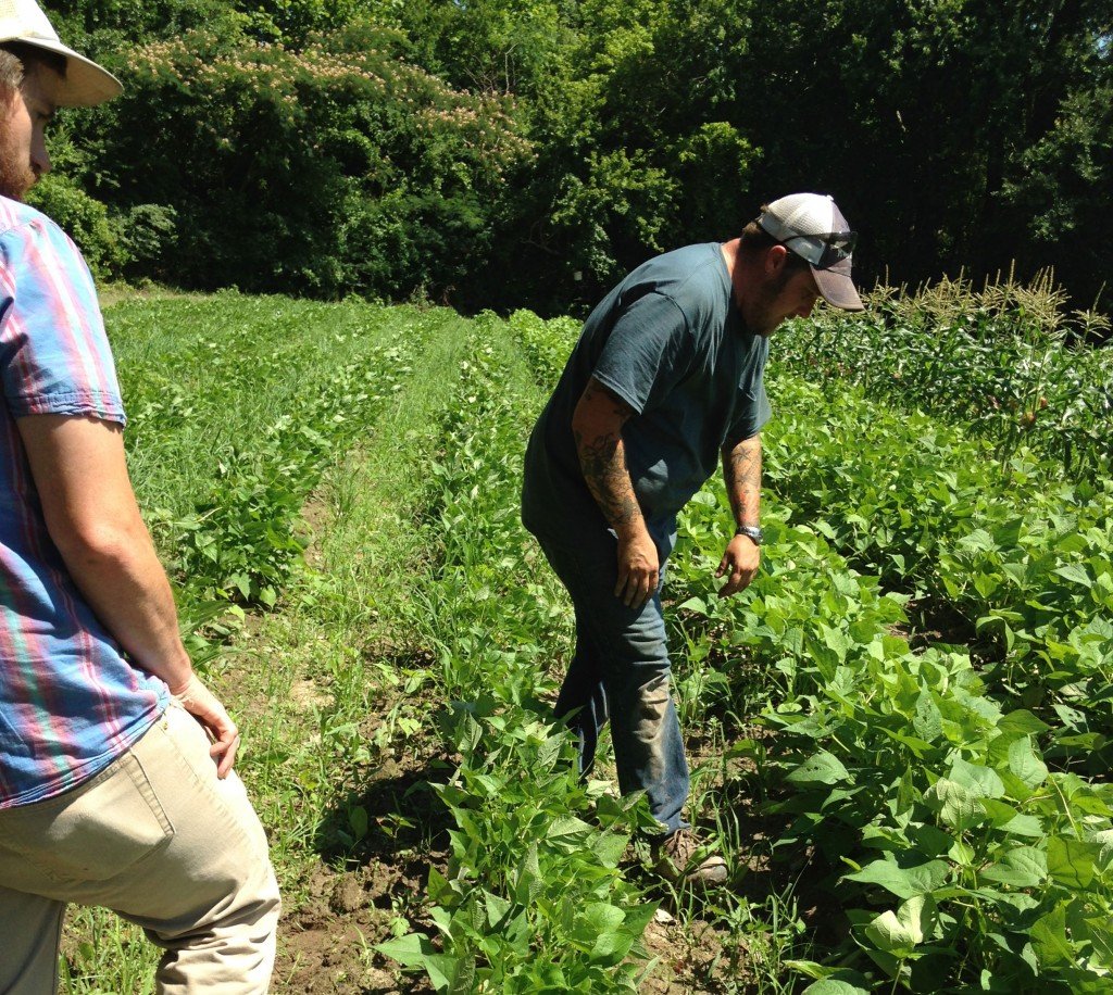 Calyb-Bean-Plot-Crp-IMG_3057