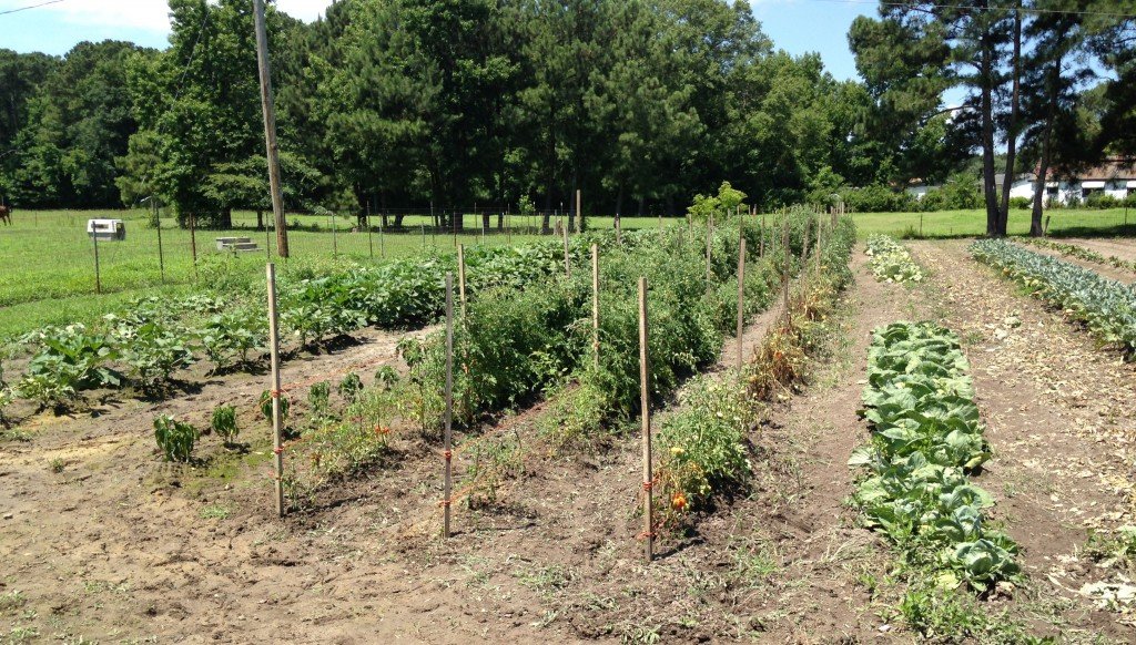 Calyb-Hare-Field-IMG_3118