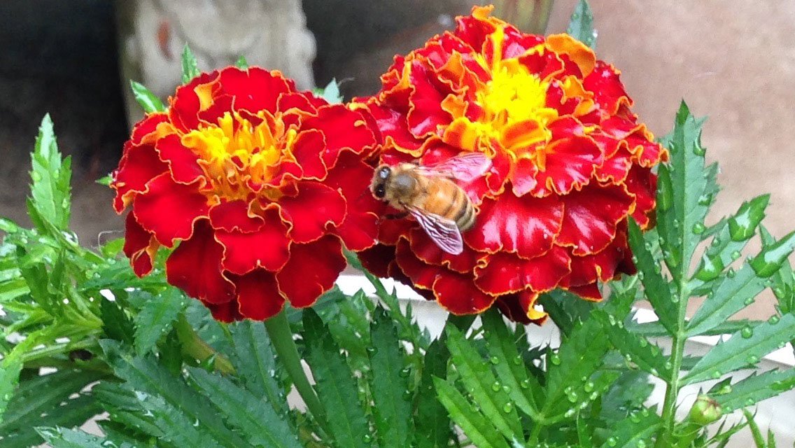 Bee_Marigold_JeanWilloughby_c_2016