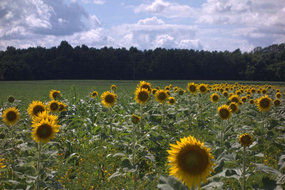 RAFI_Farm_BurtsBees_HickoryMeadows_Organics_Farm