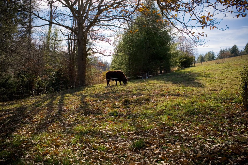 cattle grazing in pasture