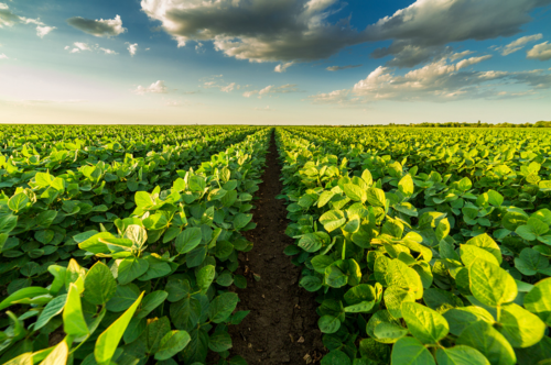 Photo of field