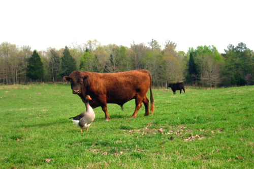 cattle in field