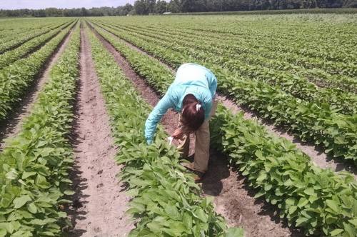 Kelli Dale explores soybeans
