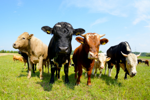 cattle in field