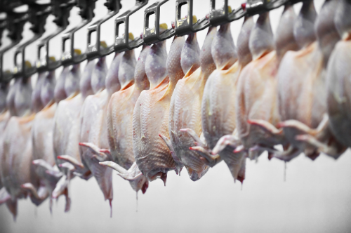 Chickens in processing plant