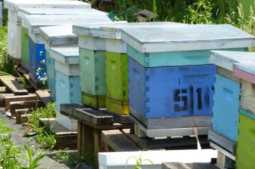 Bee colonies at Sankofa