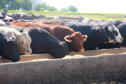 Cattle Feeding