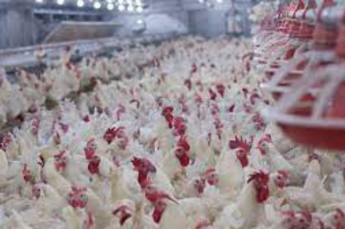 Poultry House