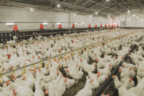 Chickens