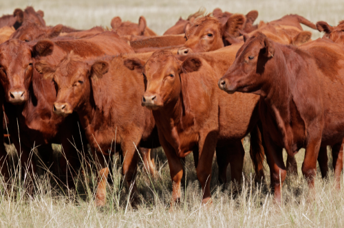 beef cattle