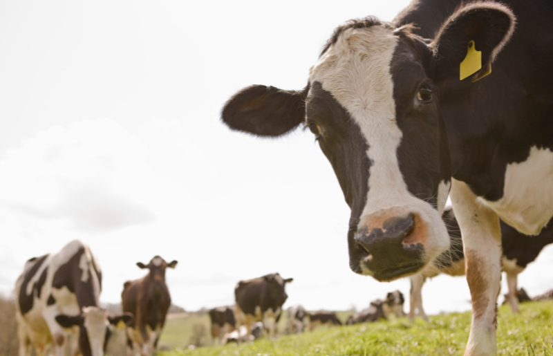 cattle