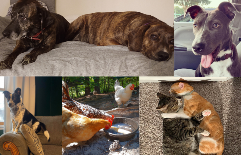 collage of dogs of RAFI-USA staff