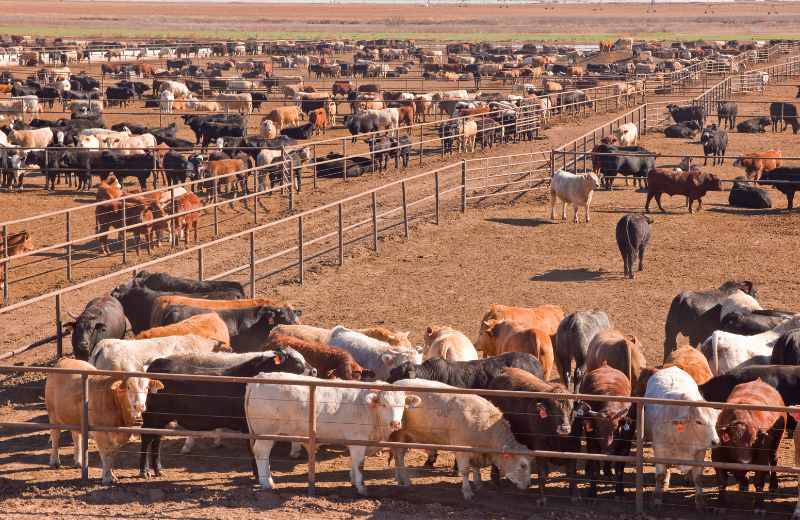 cattle feed lot