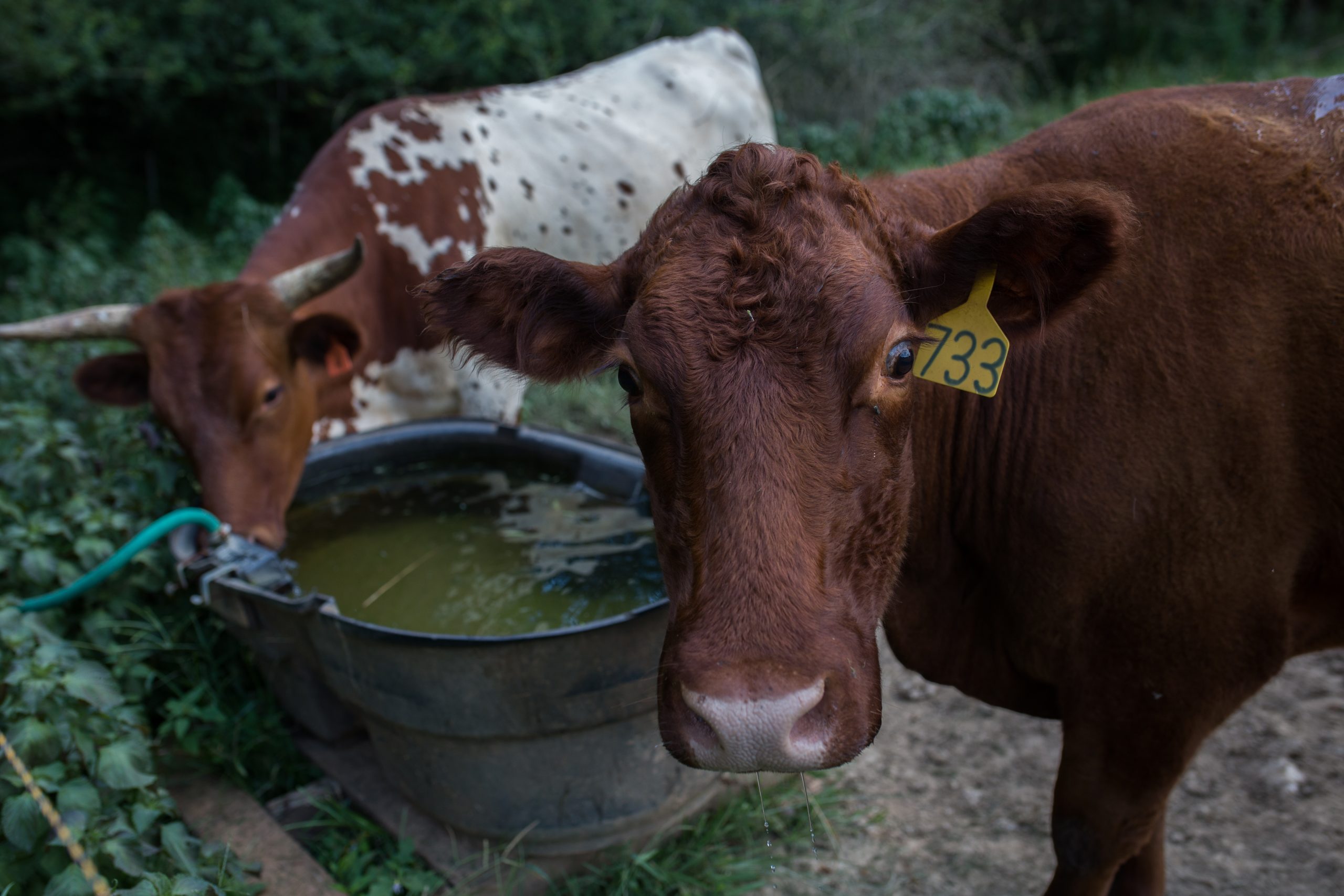Cattle at Eliza MacLean's Farm