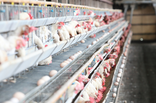 hens laying eggs in caged environment