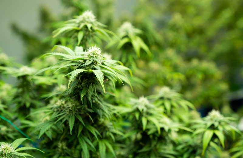 Hemp in field