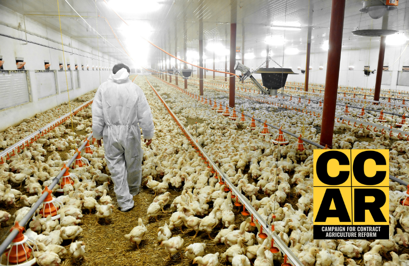 USDA Moves to Delay Long-Awaited Poultry Grower Protections