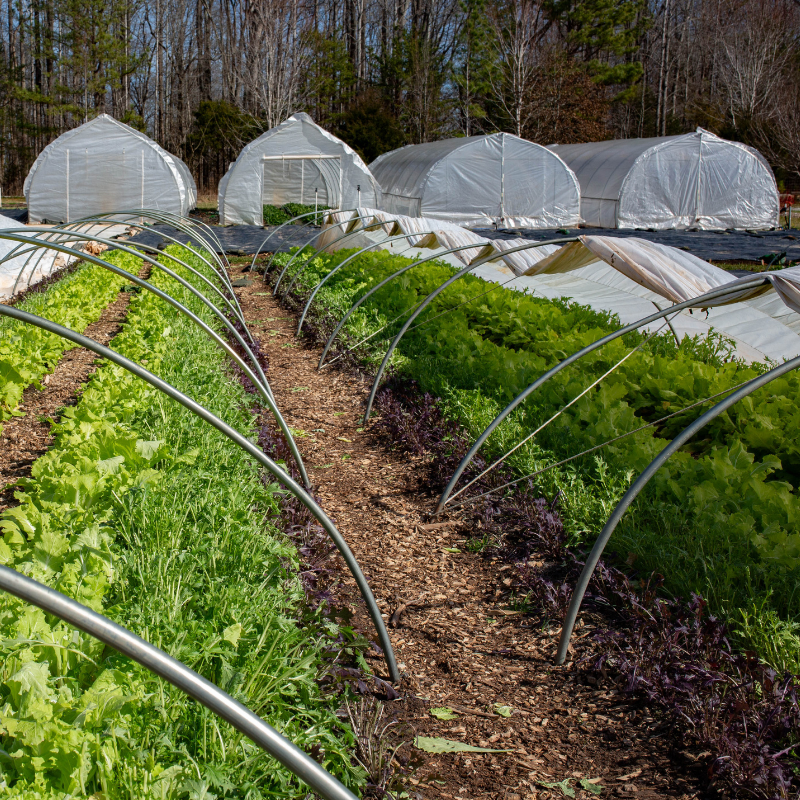 Hoop Houses