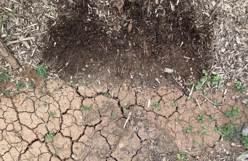 Drought Conditions and Disaster Support for Southeast US Farmers