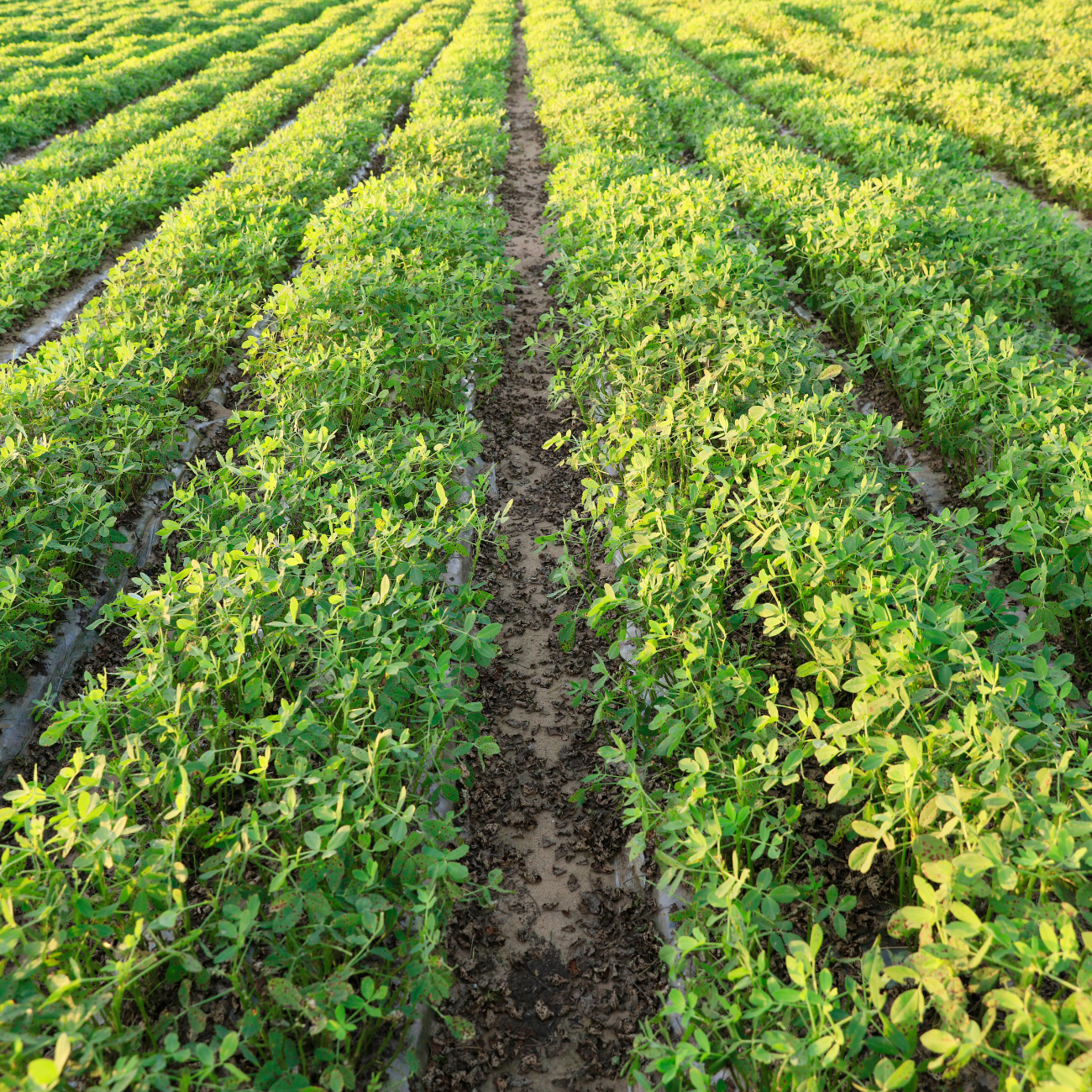 800 X 800 for Home page top three boxes (30) field of peanuts