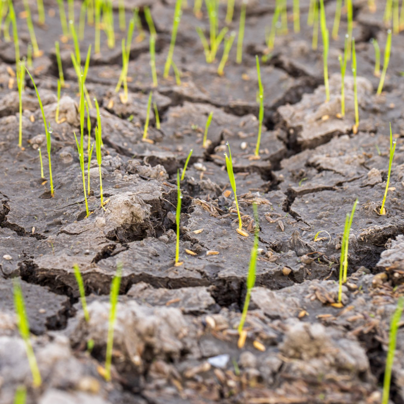 iStock-2260508919-scaled_800x800_acf_cropped